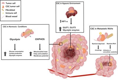 Cancer Stem Cell Metabolism and Potential Therapeutic Targets